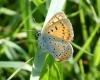 Lycaena dispar